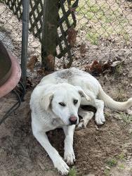 Found/Stray Male Dog last seen Highway 31 , Tyler, TX 75709
