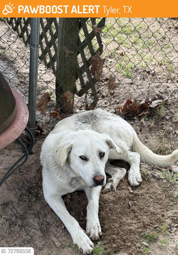 Found/Stray Male Dog last seen Highway 31 , Tyler, TX 75709