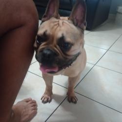 Found/Stray Male Dog last seen Saums rd, Harris County, TX 77449
