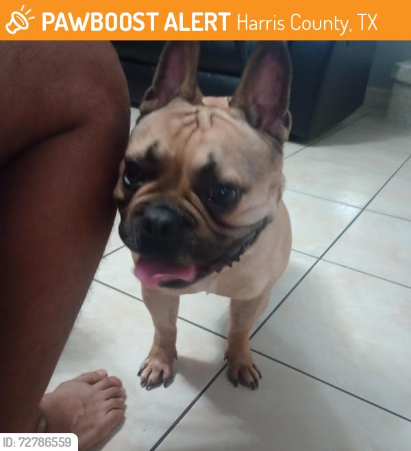 Found/Stray Male Dog last seen Saums rd, Harris County, TX 77449