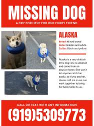 Lost Female Dog last seen Bacarra , Raleigh, NC 27606