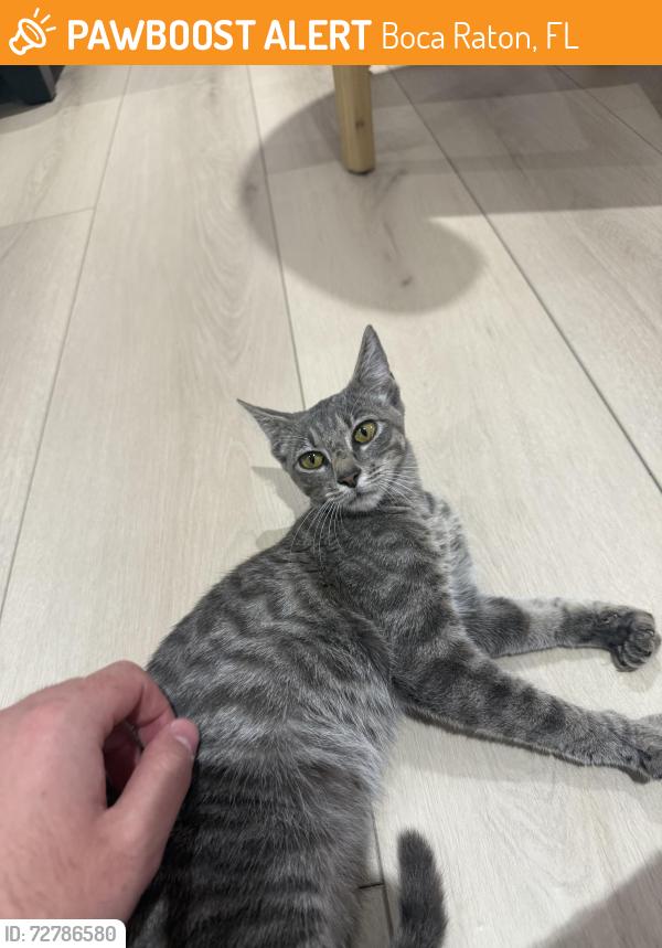 Found/Stray Unknown Cat last seen A1a by the beach, about a block away from deerfield, Boca Raton, FL 33432