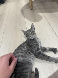Found/Stray Unknown Cat last seen A1a by the beach, about a block away from deerfield, Boca Raton, FL 33432