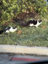 Found/Stray Unknown Cat last seen Carmel car wash near QT, Arlington, TX 76011