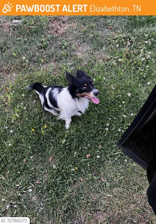 Found/Stray Male Dog last seen W G Woods Road, Elizabethton, TN 37643