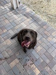 Found/Stray Female Dog last seen Placer Bullion & Twister Trace, Las Vegas, NV 89178