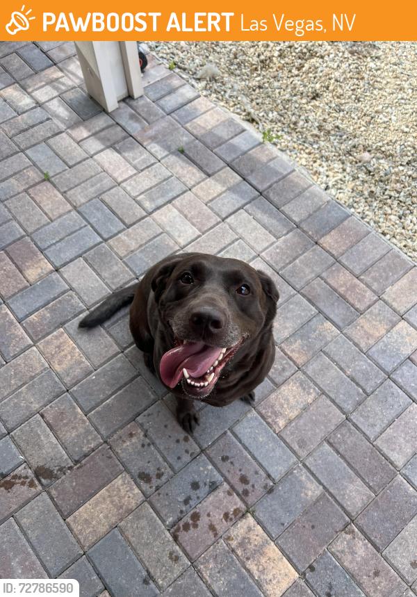 Found/Stray Female Dog last seen Placer Bullion & Twister Trace, Las Vegas, NV 89178