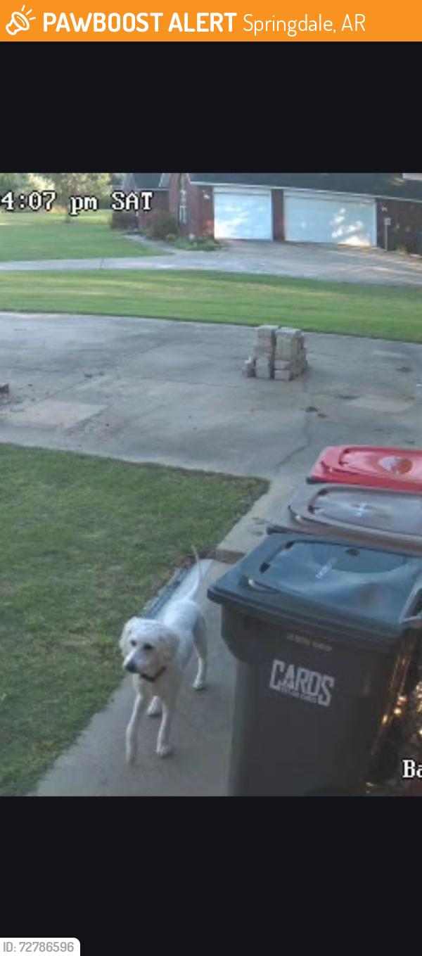 Found/Stray Unknown Dog last seen Headed towards Oak St from Apple Meadows in Springdale AR, Springdale, AR 72764