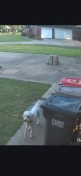 Found/Stray Unknown Dog last seen Headed towards Oak St from Apple Meadows in Springdale AR, Springdale, AR 72764