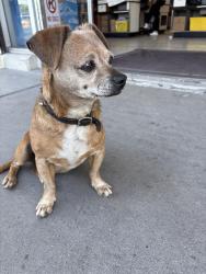 Found/Stray Unknown Dog last seen Atlantic and Compton, Northgate Store , East Compton, CA 90221