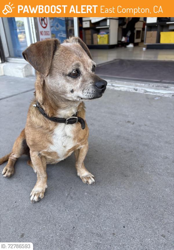 Found/Stray Unknown Dog last seen Atlantic and Compton, Northgate Store , East Compton, CA 90221