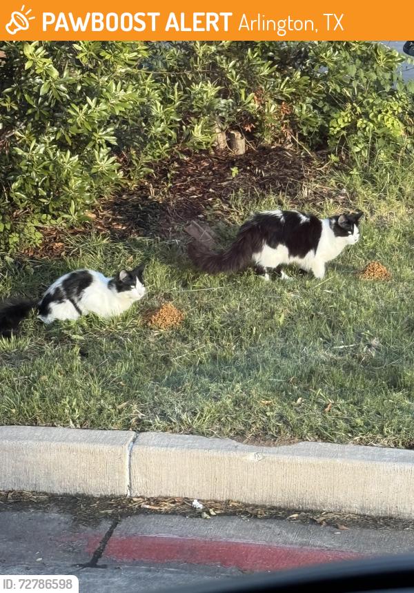 Found/Stray Unknown Cat last seen Carmel car wash / QT parking lot , Arlington, TX 76011