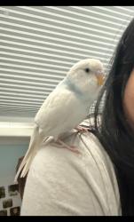 Lost Male Bird last seen Cabalzar ln, Agard St, , Cumming, GA 30040