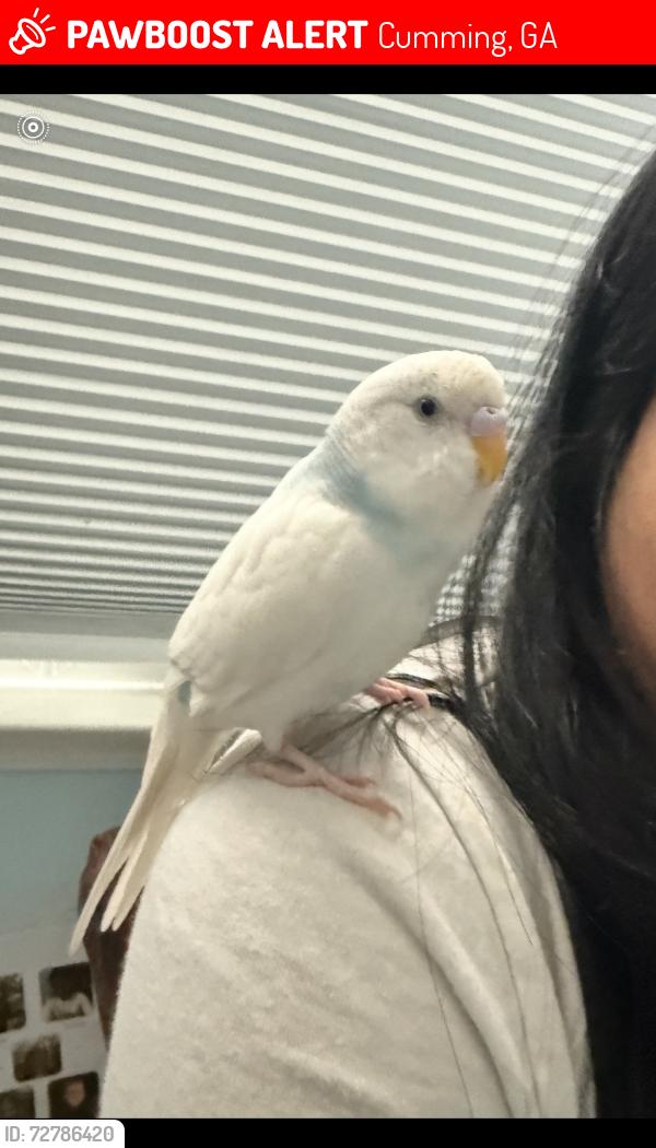 Lost Male Bird last seen Cabalzar ln, Agard St, , Cumming, GA 30040