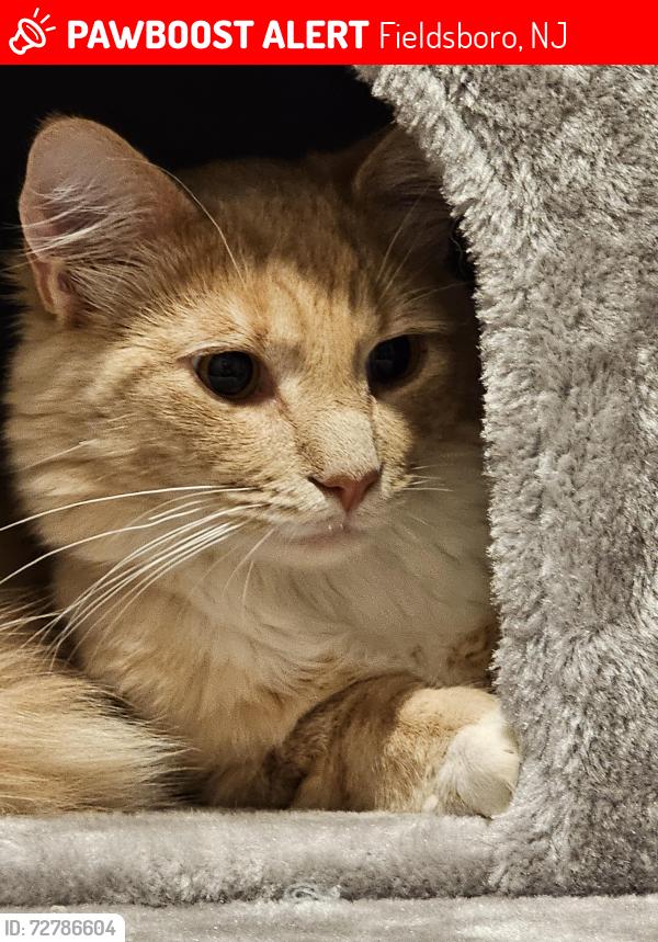 Lost Male Cat last seen Red roof inn bordentown nj, Fieldsboro, NJ 08505