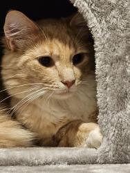 Lost Male Cat last seen Red roof inn bordentown nj, Fieldsboro, NJ 08505