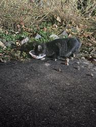 Found/Stray Unknown Cat last seen Goddard Circle, Brookline, Brookline, MA 02445