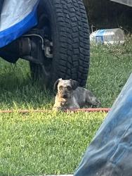 Found/Stray Unknown Dog last seen Alaska St West Covina, CA, West Covina, CA 91790
