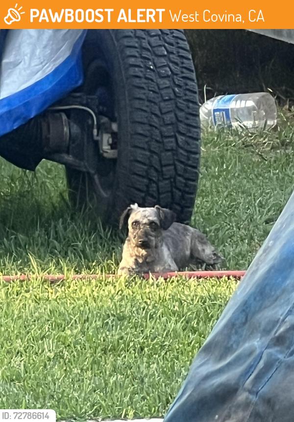 Found/Stray Unknown Dog last seen Alaska St West Covina, CA, West Covina, CA 91790