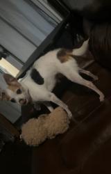 Lost Female Dog last seen Lexington Blvd, Missouri City, TX 77459