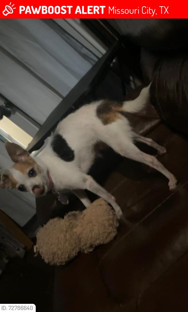 Lost Female Dog last seen Lexington Blvd, Missouri City, TX 77459