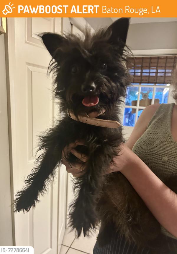 Found/Stray Female Dog last seen Jefferson and Pecan Creek, Baton Rouge, LA 70817