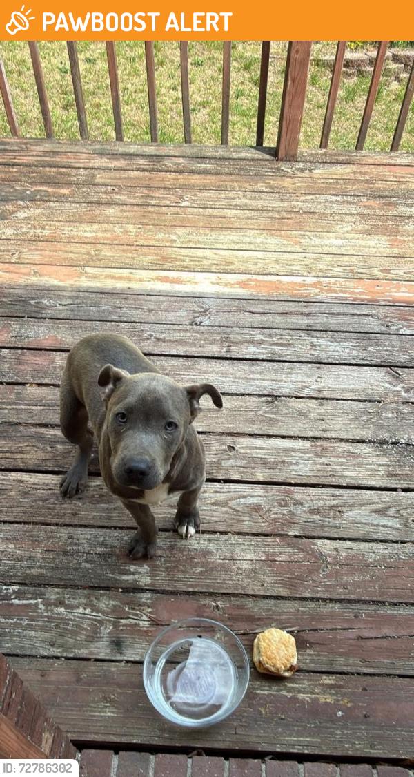 Found/Stray Male Dog last seen Green river rd, Henderson County, NC 28790