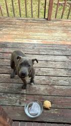 Found/Stray Male Dog last seen Green river rd, Henderson County, NC 28790