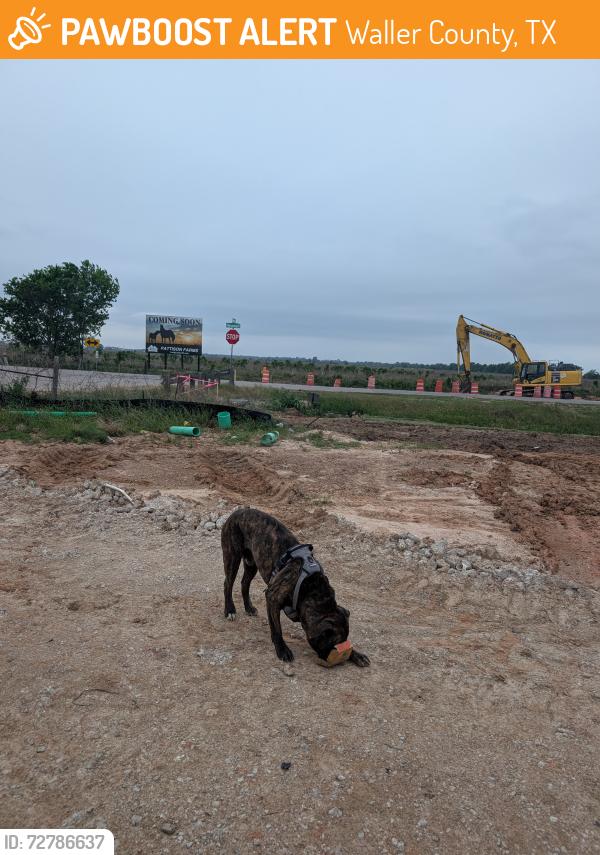 Found/Stray Male Dog last seen Neuman Rd and Morton, Waller County, TX 77423
