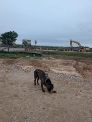 Found/Stray Male Dog last seen Neuman Rd and Morton, Waller County, TX 77423