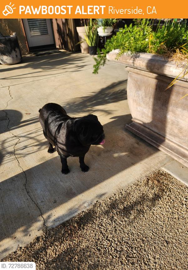 Found/Stray Unknown Dog last seen Steve ave, Riverside, CA 92509