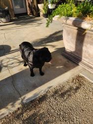 Found/Stray Unknown Dog last seen Steve ave, Riverside, CA 92509