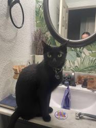 Lost Female Cat last seen Grovedale Trail & Irby Pass, Austin, TX 78729