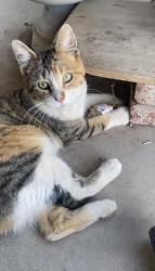 Lost Female Cat last seen Oak Hills, Ca, Hesperia, CA 92344