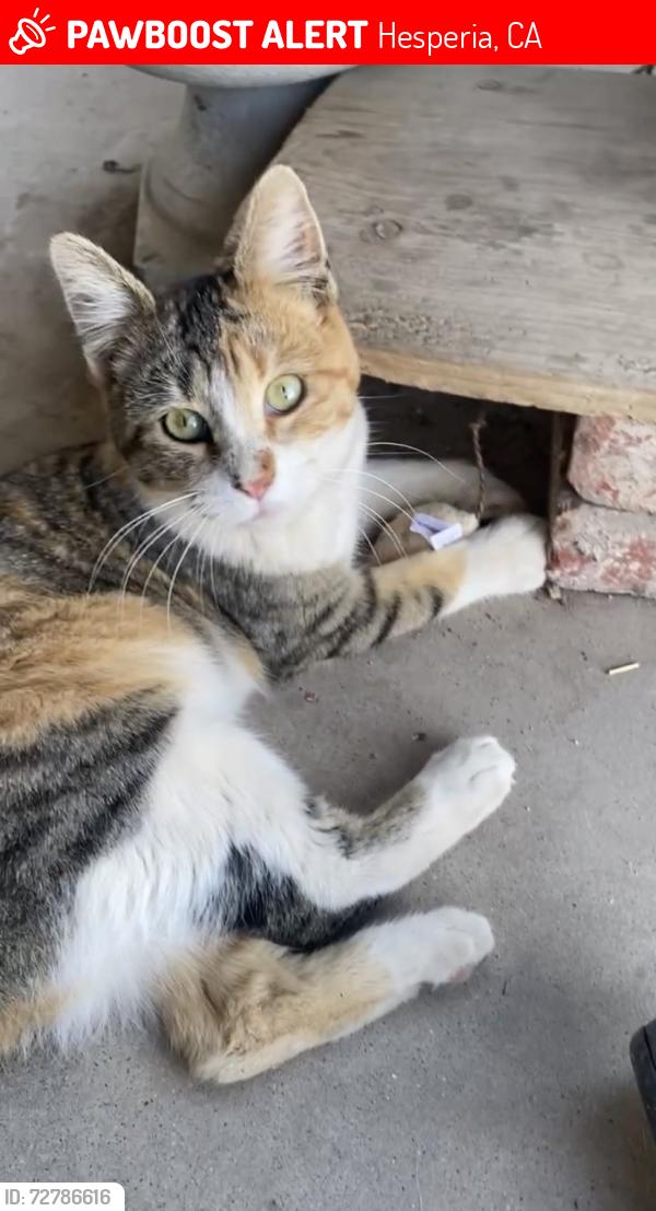 Lost Female Cat last seen Oak Hills, Ca, Hesperia, CA 92344