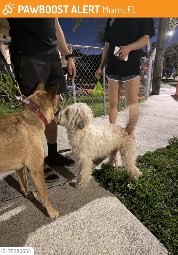 Found/Stray Unknown Dog last seen A hse, Miami, FL 33145