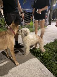 Found/Stray Unknown Dog last seen A hse, Miami, FL 33145