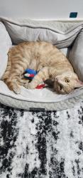 Lost Male Cat last seen Eliot - 69th Place , Queens, NY 11378
