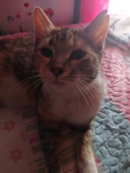 Lost Female Cat last seen By our hse on North main street , Brewer, ME 04412