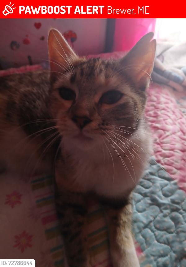 Lost Female Cat last seen By our hse on North main street , Brewer, ME 04412