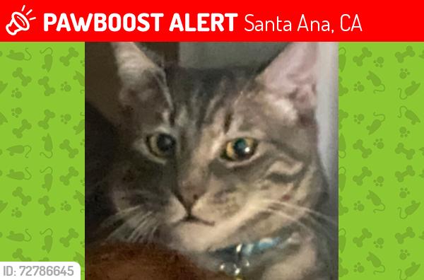 Lost Male Cat last seen La Liminar/Newport/Lemon Hill, Santa Ana, CA 92705