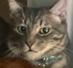 Lost Male Cat last seen La Liminar/Newport/Lemon Hill, Santa Ana, CA 92705