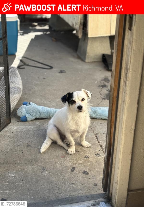 Lost Male Dog last seen Bellmont hills, Richmond, VA 23234