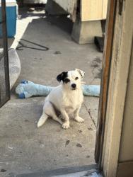 Lost Male Dog last seen Bellmont hills, Richmond, VA 23234