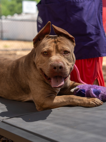 Shelter Stray Male Dog last seen Near MCGILL DR, 30034, GA, Atlanta, GA 30341