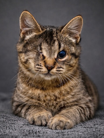 Shelter Stray Male Cat last seen ,  , Fresno, CA 93706