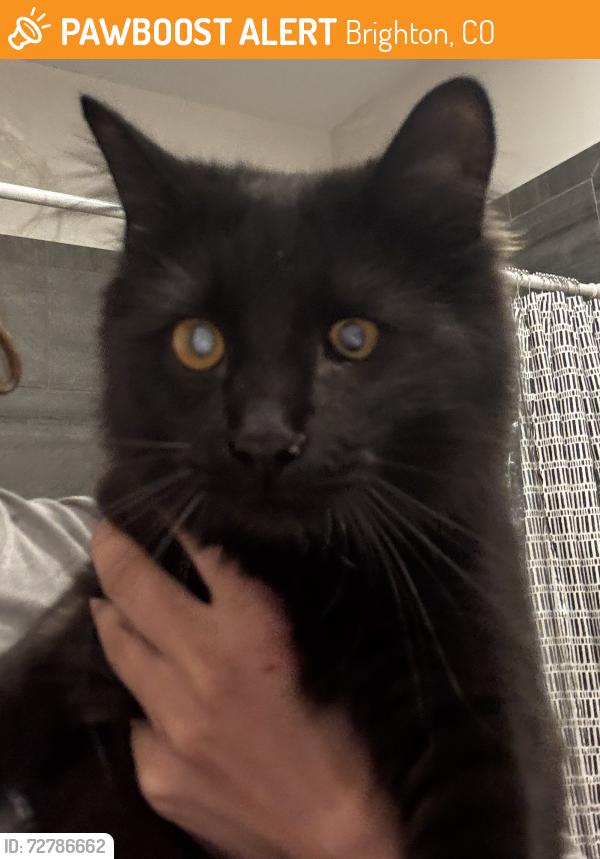 Found/Stray Female Cat last seen Near n 19th ave, Brighton, CO 80601