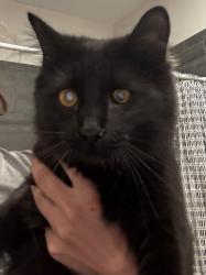 Found/Stray Female Cat last seen Near n 19th ave, Brighton, CO 80601