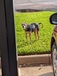 Found/Stray Male Dog last seen Loop 288 and 35E, Denton, TX 76210