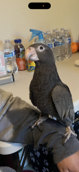 Lost Male Bird last seen Vermont and Vernon Los Angeles , Los Angeles, CA 90037